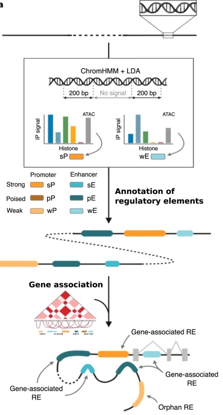 Figure 1. Annotate and classify RE based on a combination of chromatin marks and ATAC-seq signals. (García-Pérez, R, et al. 2021)