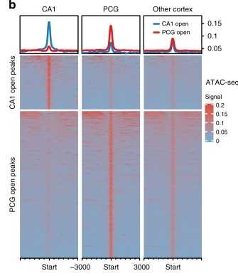 Figure 2. ATAC-seq signaling in rhesus monkey CA1, PCG, and other cortical regions. (Yin, S, et al. 2020)