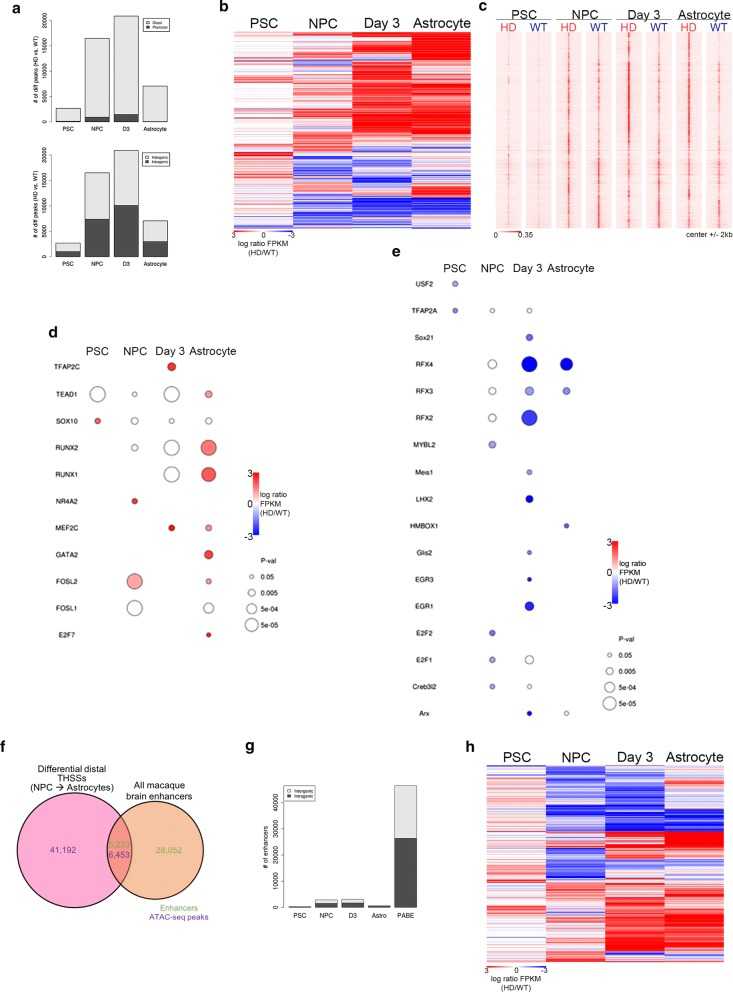 Figure 3. Characterization of differential distal THSSs during HD astrocyte differentiation. (Goodnight, A. V, et al. 2021)