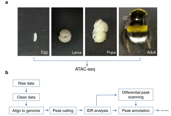 Insect ATAC Seq