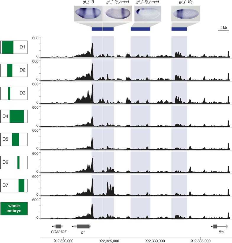 Figure 2. Regional differences in chromatin accessibility. (Bozek, M, et al. 2019)