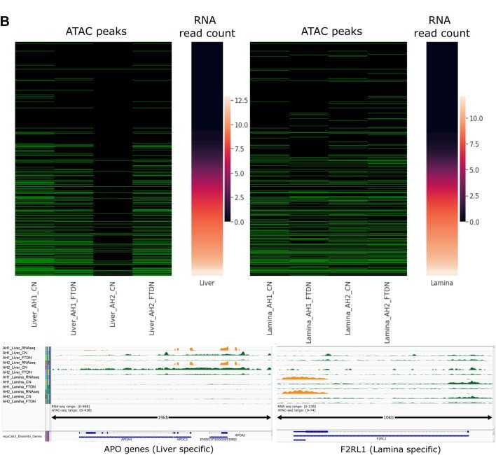 Figure 1. Relationship between promoter accessibility and gene expression in liver and lamina. (Peng, S, et al. 2021)