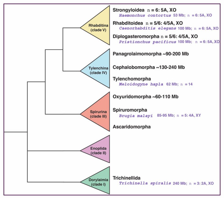 Genome size and chromosome number variation across the phylum nematode.