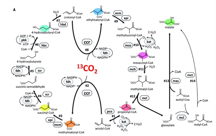 CETCH cycle.