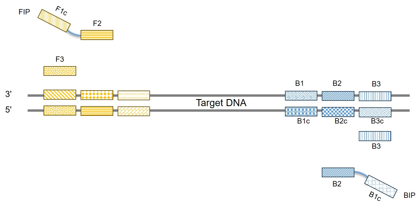 The schematic diagram of LAMP primers.