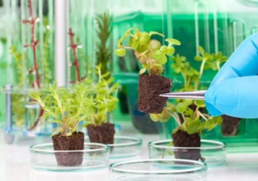 Cultivation of Autochthonous Nitrogen Fixing Plants