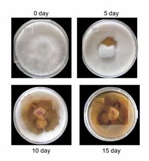 Growth of plant nematodes on medium.