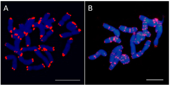 Distribution of telomere sequences on chromosomes in different plants.