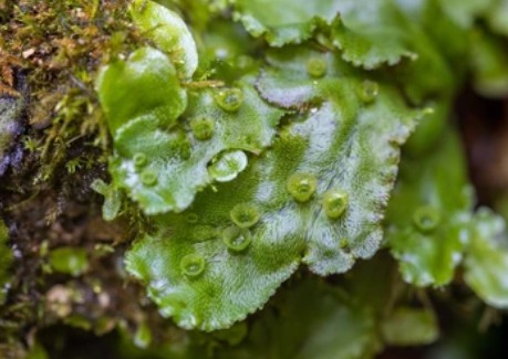 Transformation of Marchantia polymorpha Chloroplast Genome