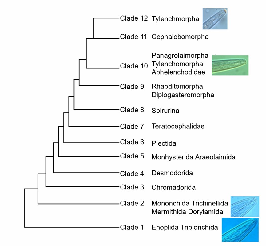 Interrelationships of nematode clades with phylogenetic positions.
