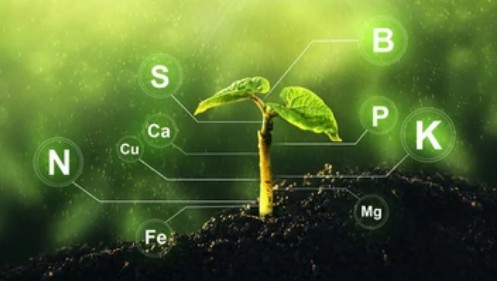 Introduction of Functional Nitrogen Fixing Enzymes in Plants