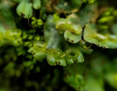 Direct Transformation of the Marchantia polymorpha