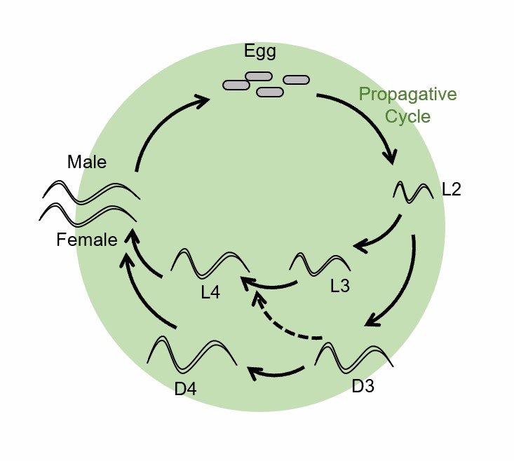 Life cycle of plant nematodes.