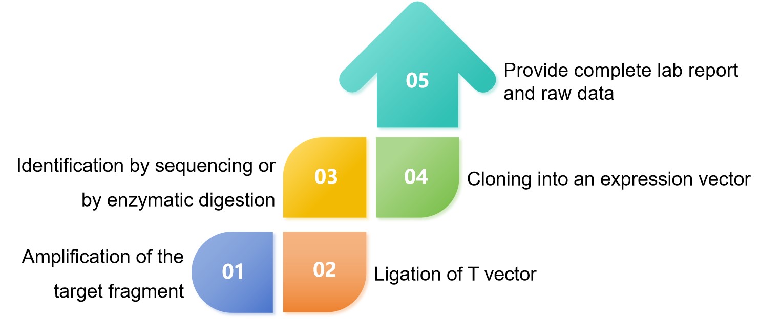 The basic flow of the expression vector building service - Lifeasible