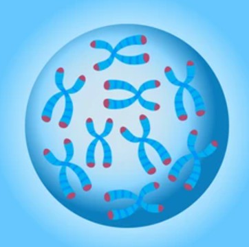 1-3-localization-analysis-of-plant-telomeres-1