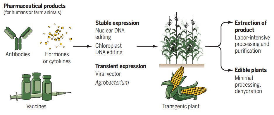 Using transient expression systems, plant-made vaccines, and therapeutic proteins can be produced within weeks.