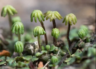 Transformation of Marchantia polymorpha