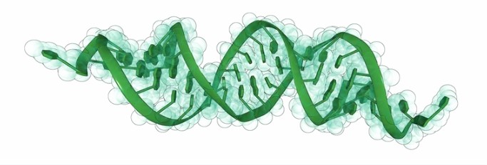 1-4-1-3-rna-interference-in-physcomitrella-patens-1