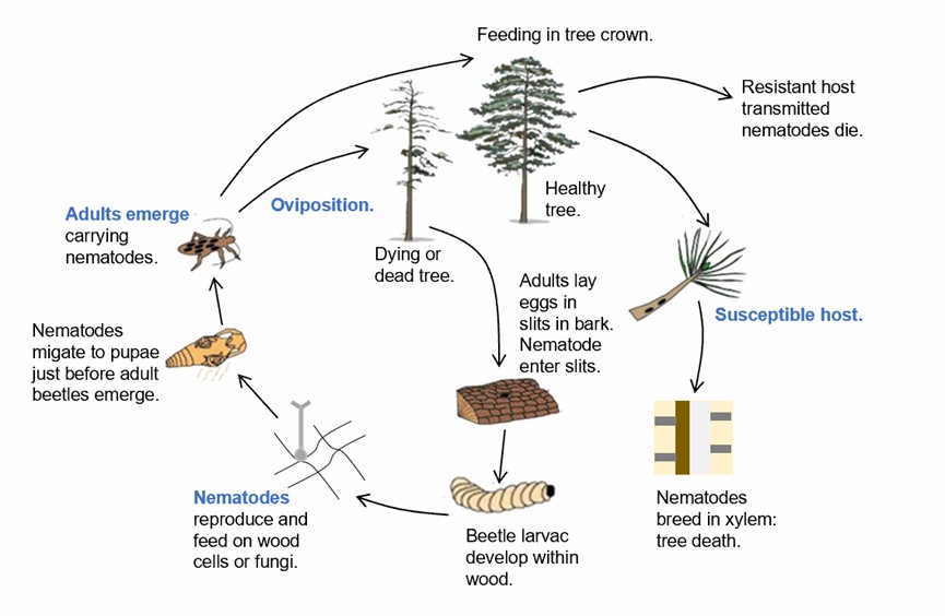 Life cycle of the pinewood nematode, Bursaphelenchus xylophilus, and pine wilt disease.