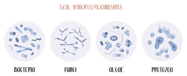 Soil Microbial Biomass Analysis