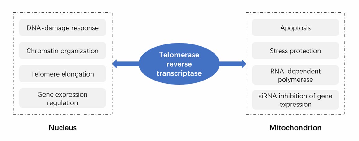 Brief diagram of telomerase functions.