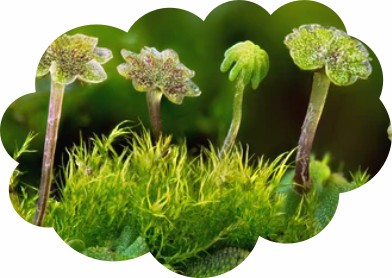 1-4-2-2-screening-and-identification-of-bryophyte-transformed-plants-1