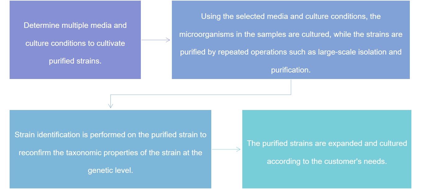 The basic  process of soil microbial isolation and culture