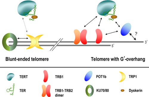 Schematic diagram of observed protein-protein interactions at telomeric ends. 