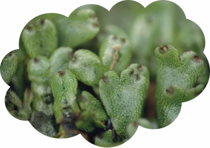 1-4-2-transformation-and-screening-of-bryophytes-1