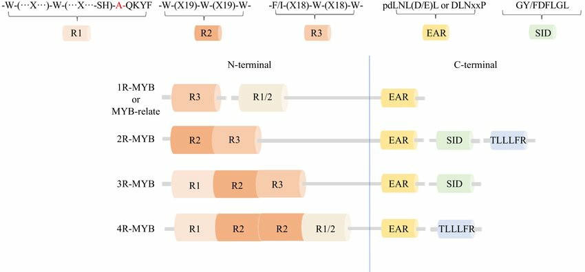 Classification and structural characteristics of plant MYB transcription factors.