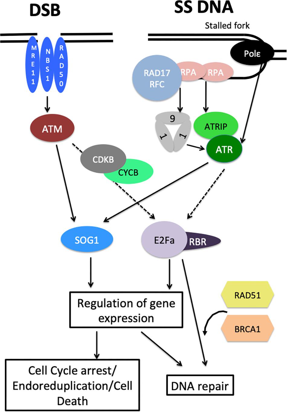 Overview of the plant DNA damaging responses.