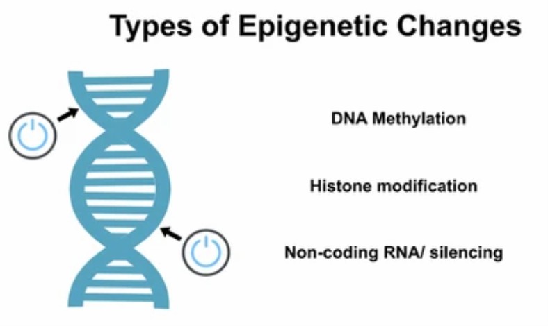 Brief diagram of epigenetic modifications of plant telomeres.