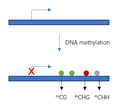 Regulatory Analysis of Epigenetic Modifications of Plant Telomeres