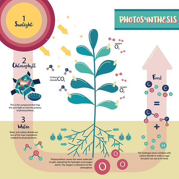 Plant Physiology Analysis