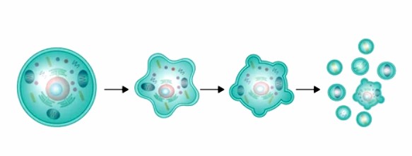 Detection of Programmed Cell Death in Plant Cells