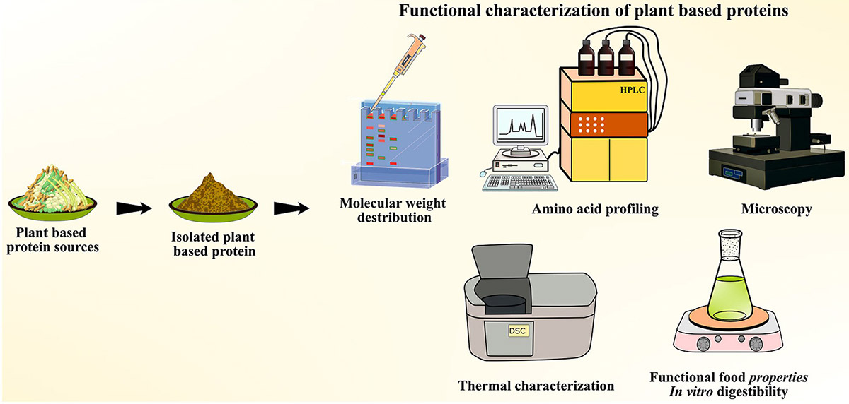 Functional characterization of plant-based protein to determine its quality for food applications.