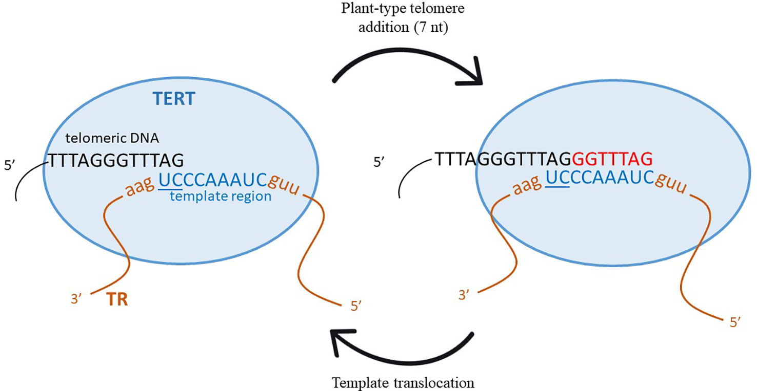 Schematic representation of the telomerase activity cycle with the Arabidopsis-type telomere template.