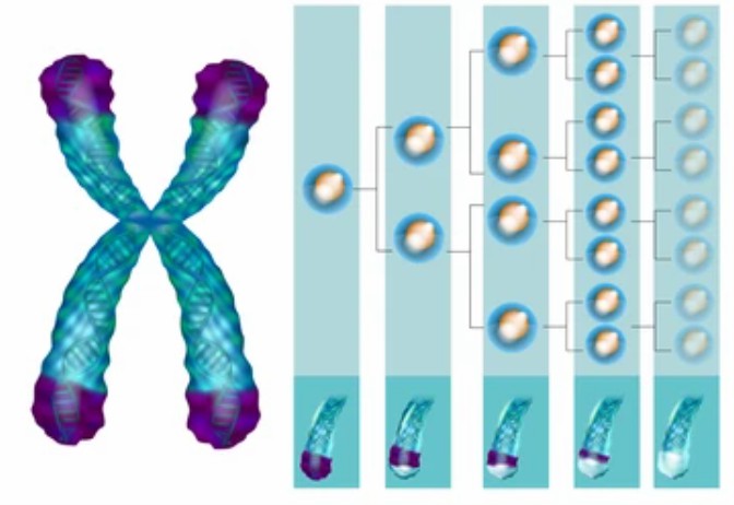 The phenomenon of telomere shortening that accompanies cell division.