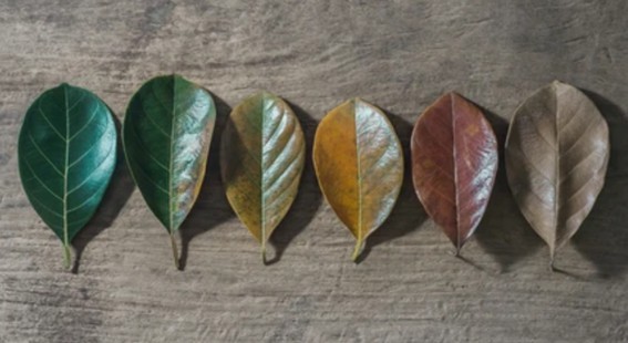 Different stages of leaf senescence.