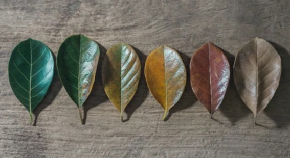Different stages of leaf senescence.