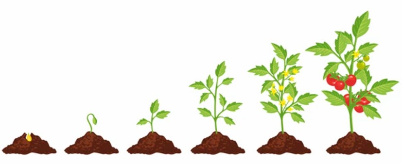 Processes of plant growth and development.