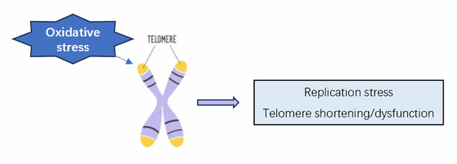 Plant telomere shortening due to oxidative stress.