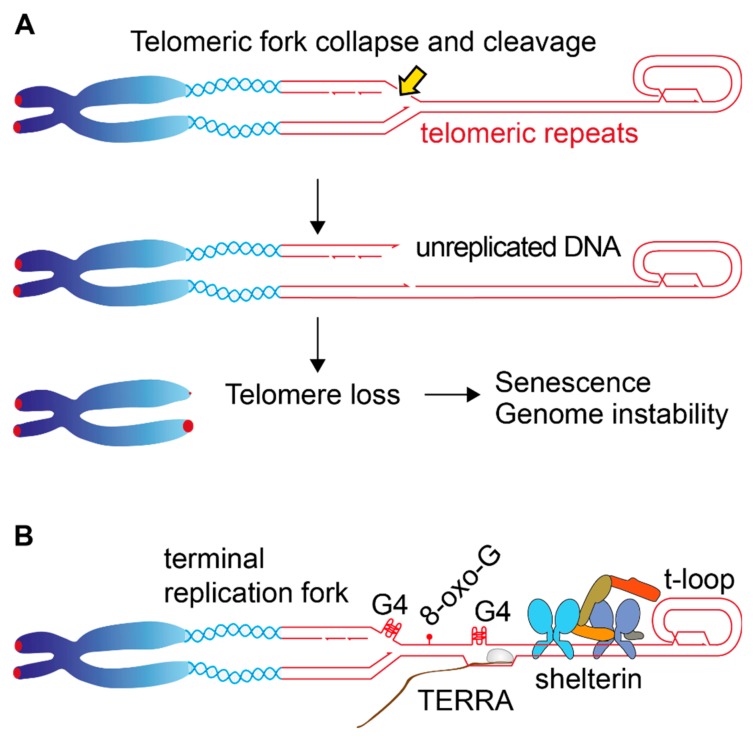 Telomere loss due to replication problems.