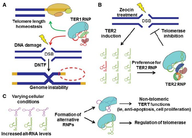 Telomerase regulation in response to genotoxic stress.