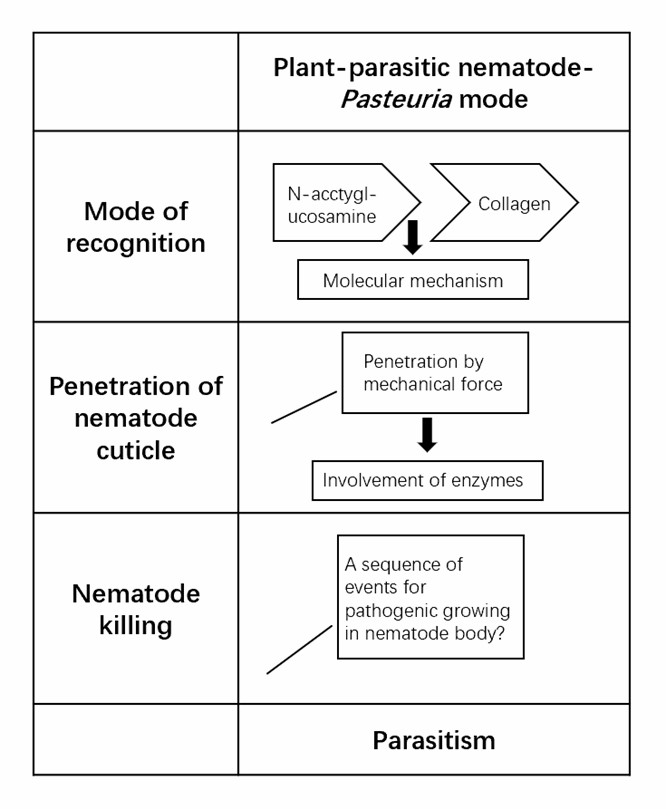 Pathogenic mechanism of typical bacterium-nematode interaction models.