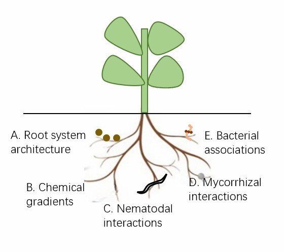 Some rhizosphere processes in the soil.