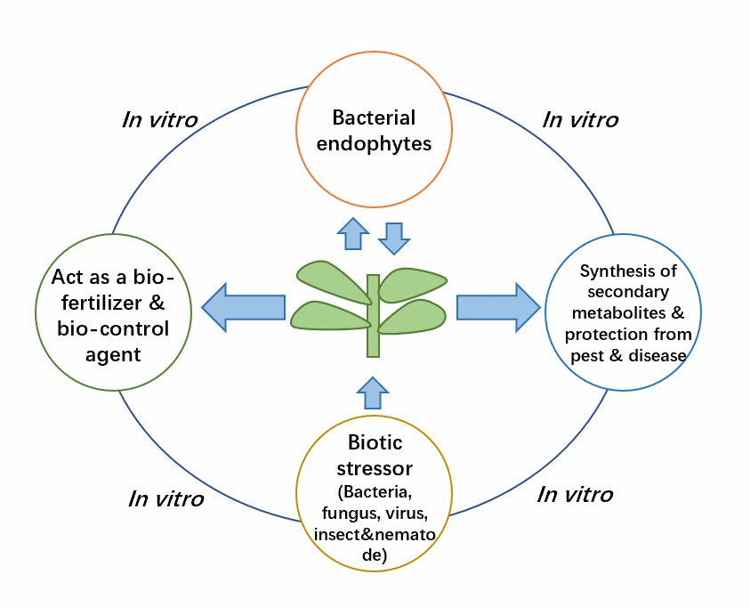 Endophytic bacteria in biotic stress alleviation.