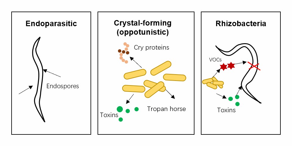 Illustrative representation of types and mechanisms of antagonism of bacteria on plant-parasitic nematodes.