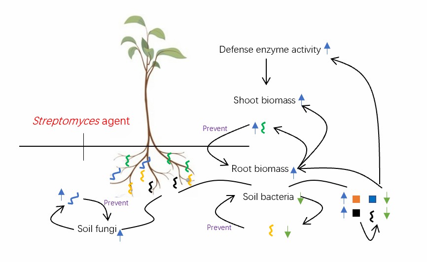 Disease-resistance and growth-promotion mechanisms of Streptomyces agent in plants.