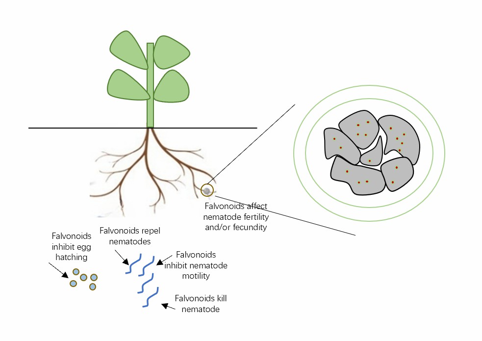 Flavonoids play multiple roles during plant-nematode interactions.